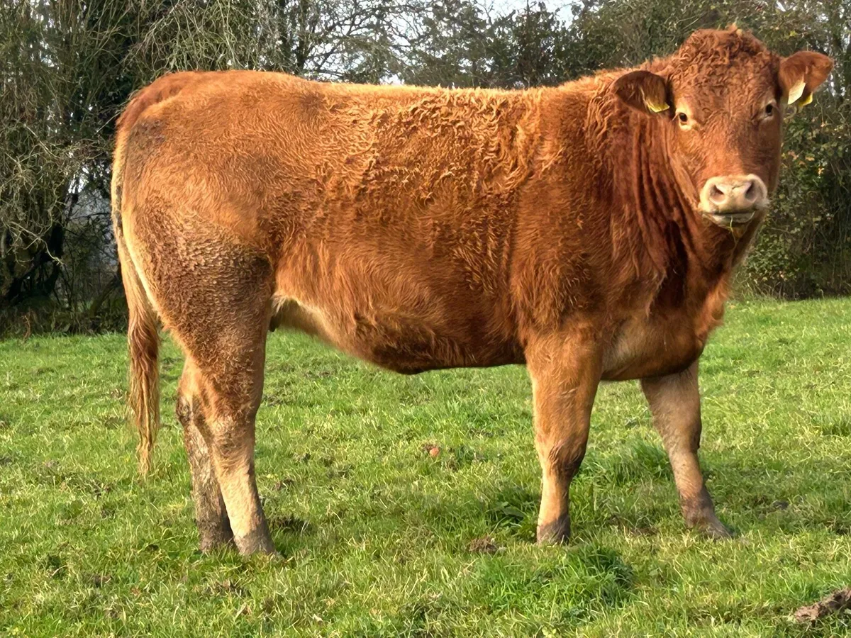 25 super red limousine incalf heifers - Image 1