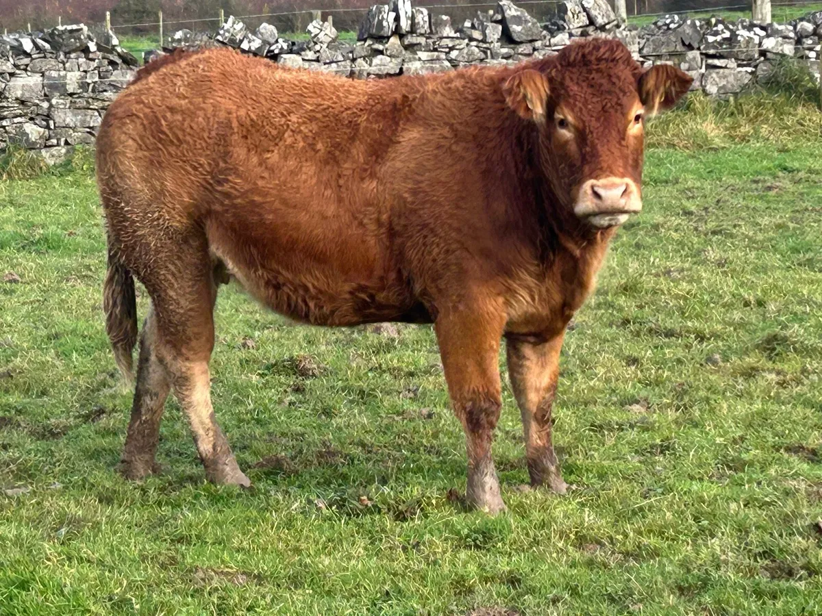 25 super red limousine incalf heifers - Image 2