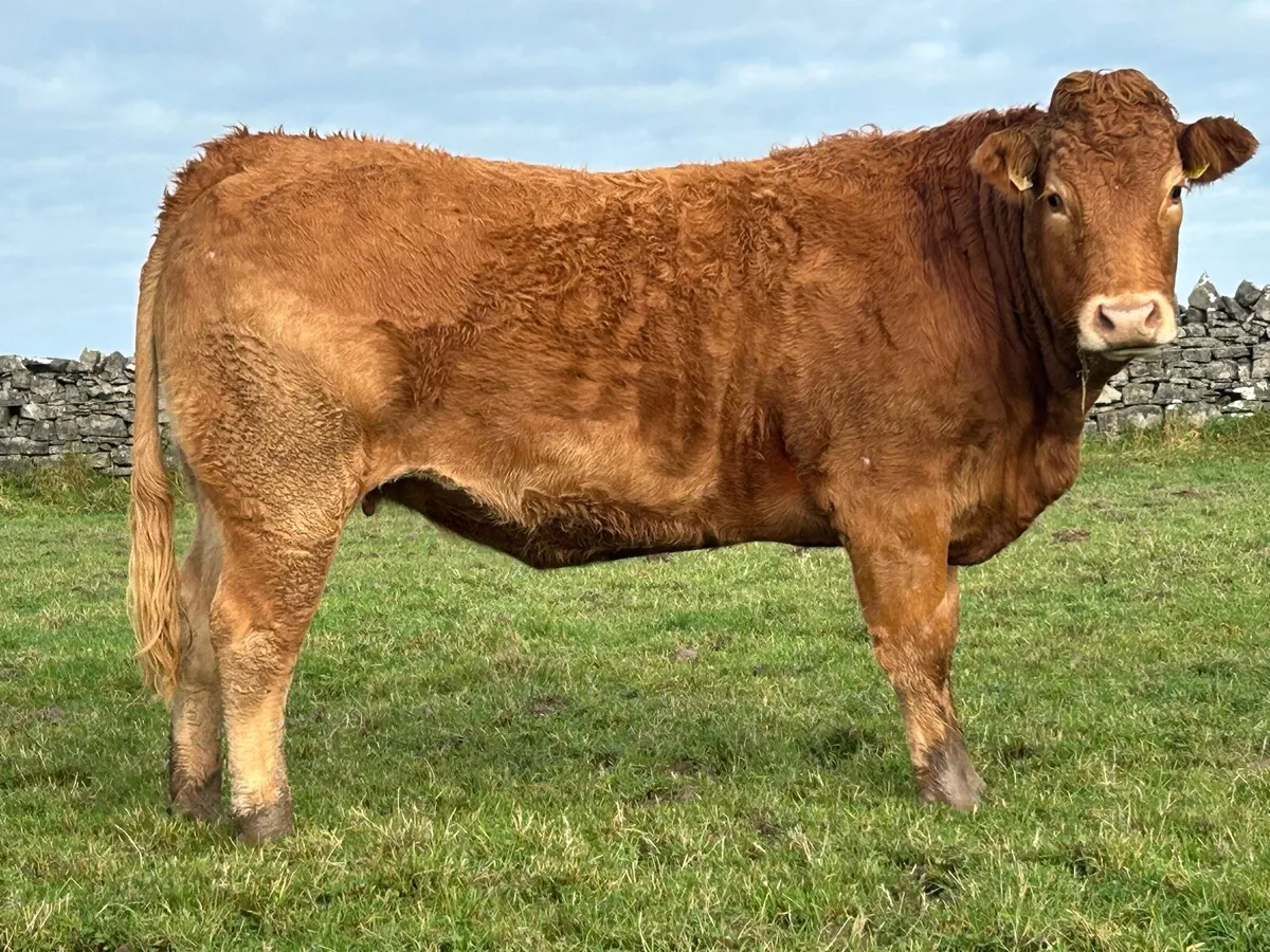 25 super red limousine incalf heifers - Image 3