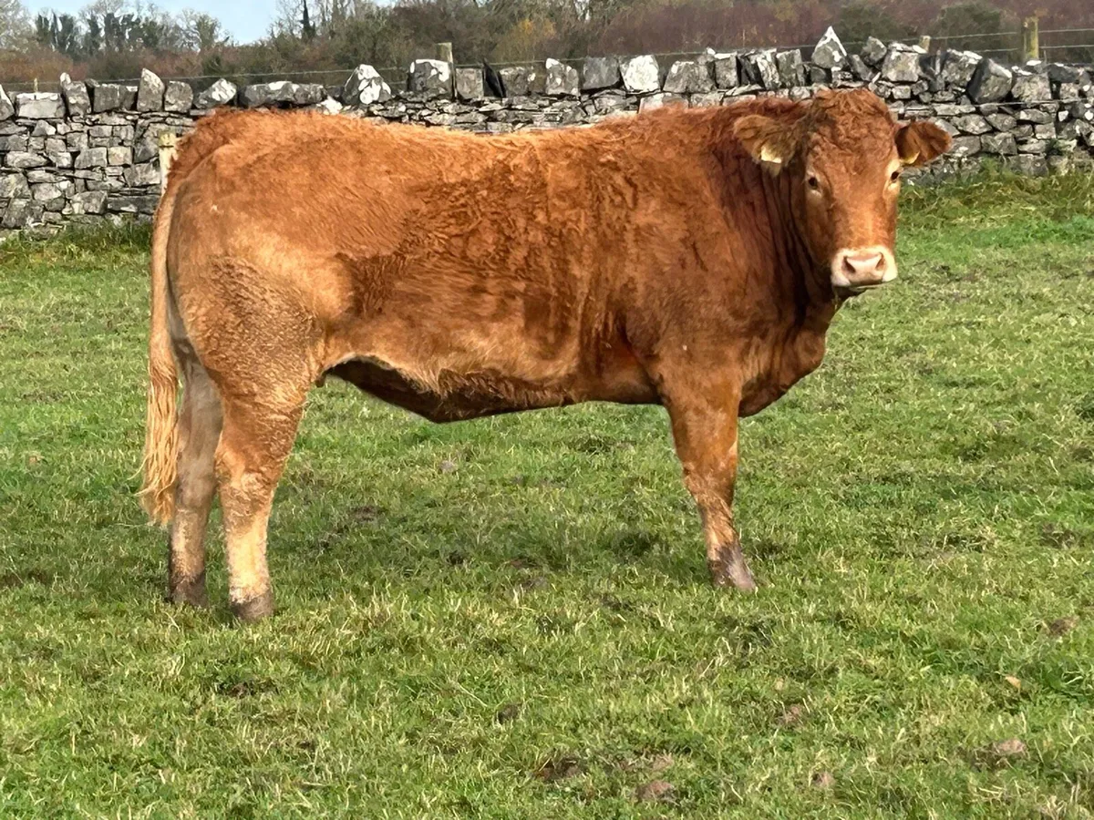 25 super red limousine incalf heifers - Image 4