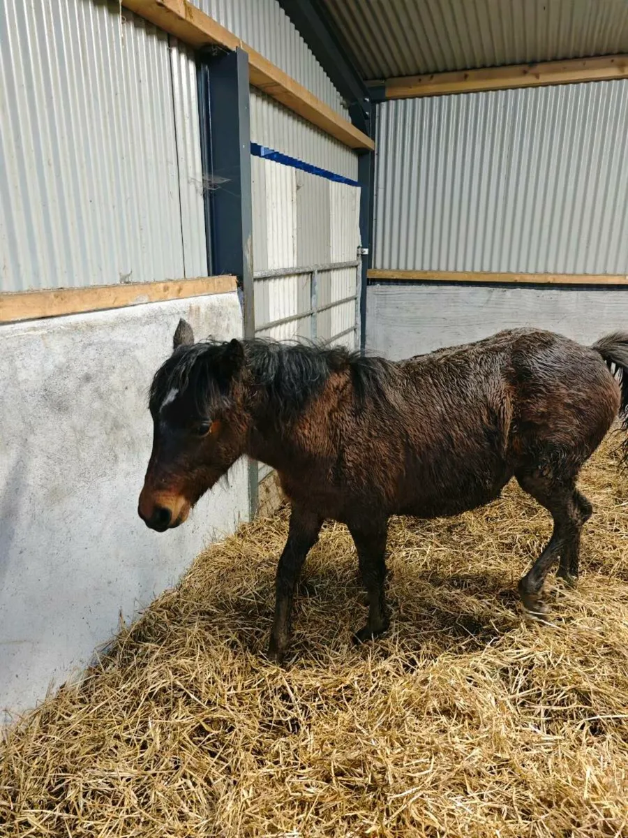 Connemara filly foal - Image 2