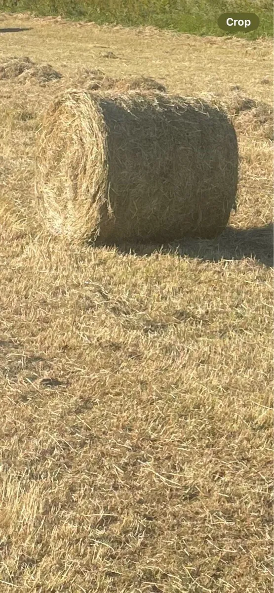 Hay - Image 2
