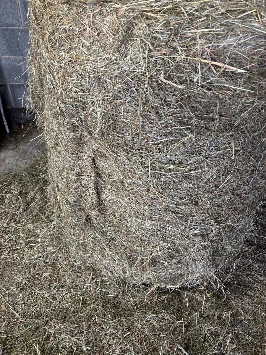 Haylage bales - Image 2