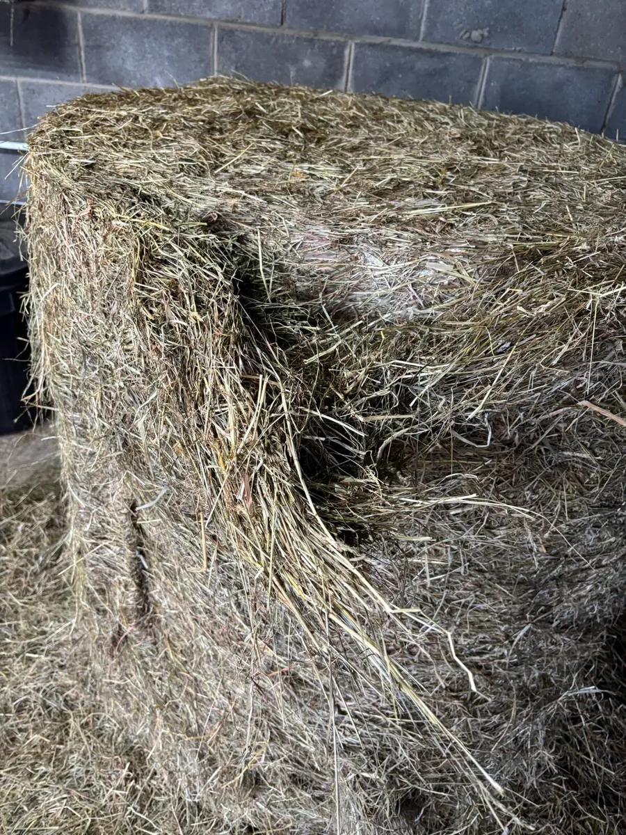 Haylage bales - Image 3