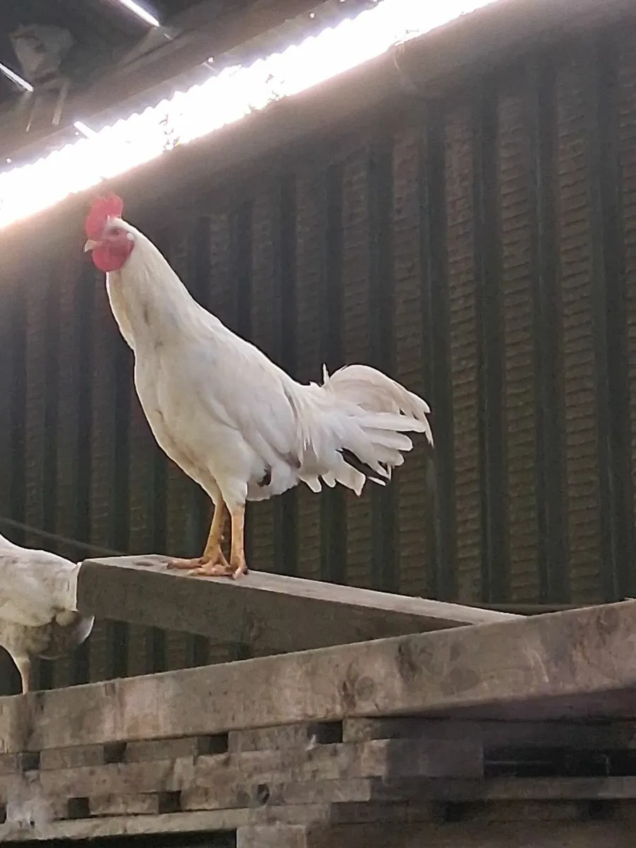 Chickens - Image 1
