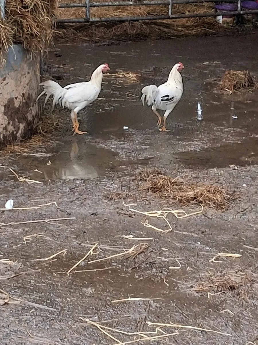 Chickens - Image 4