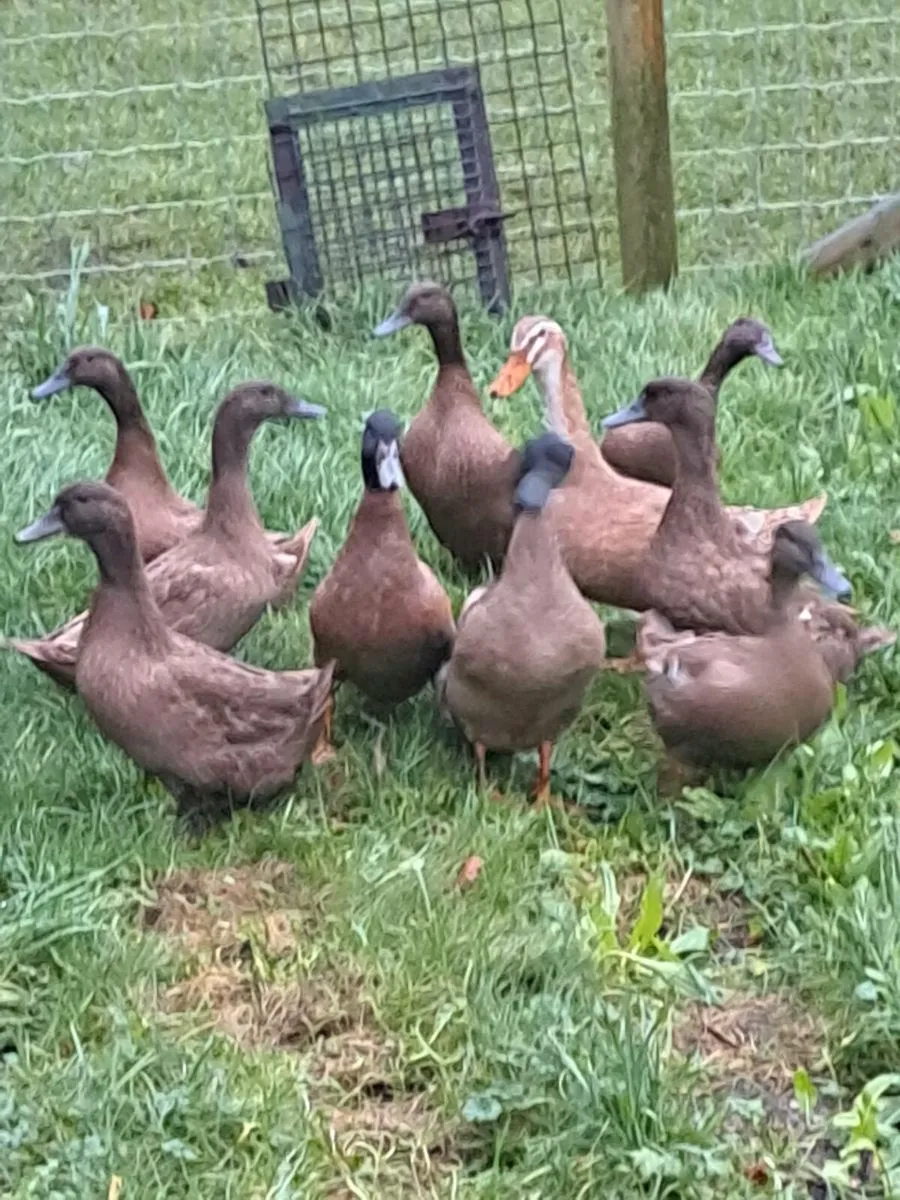 Campbell Ducks , Sermras, pheasants