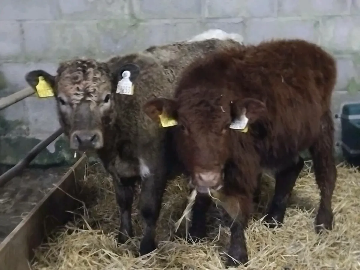 2 Shorthorn Heifer Runners - Image 1