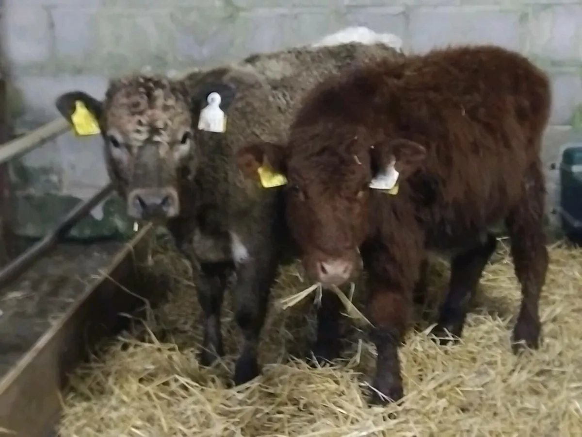 2 Shorthorn Heifer Runners - Image 2