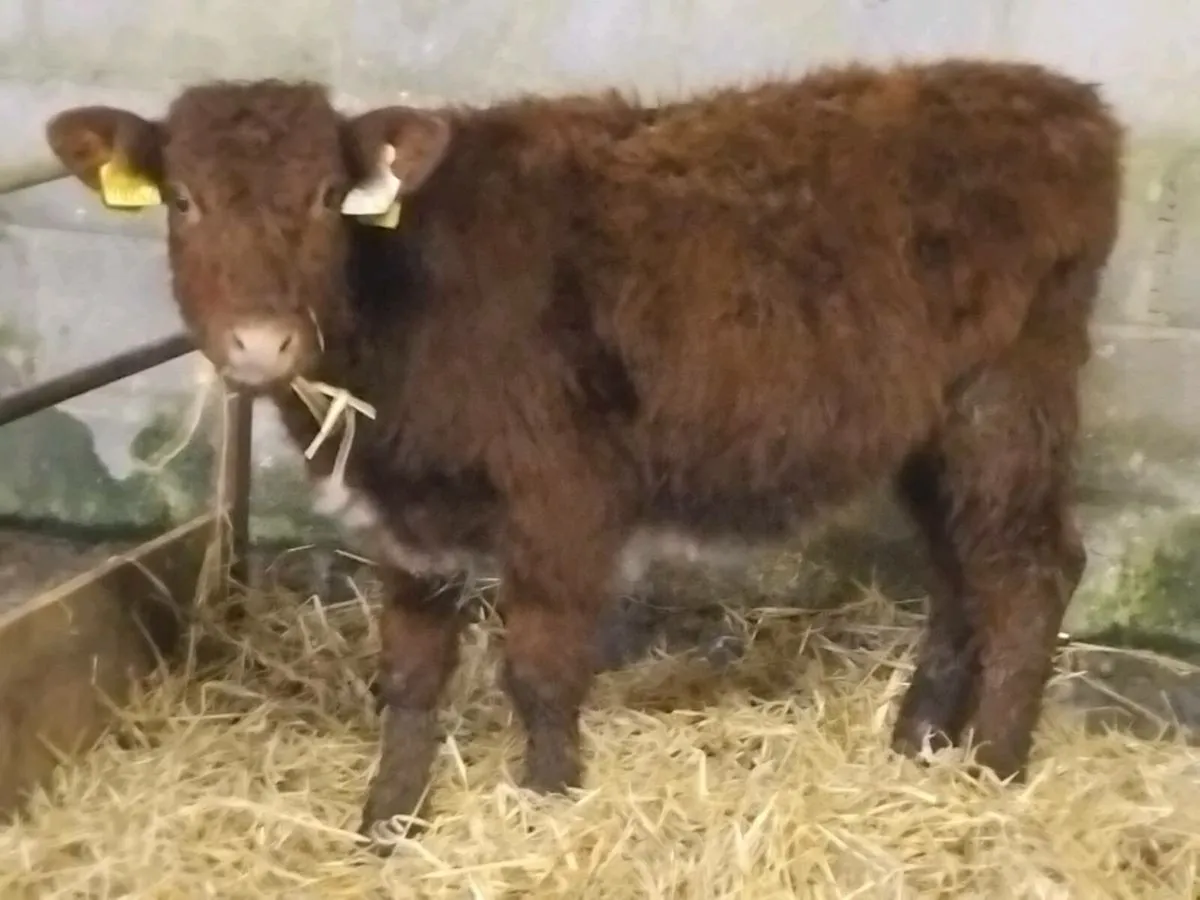 2 Shorthorn Heifer Runners - Image 3