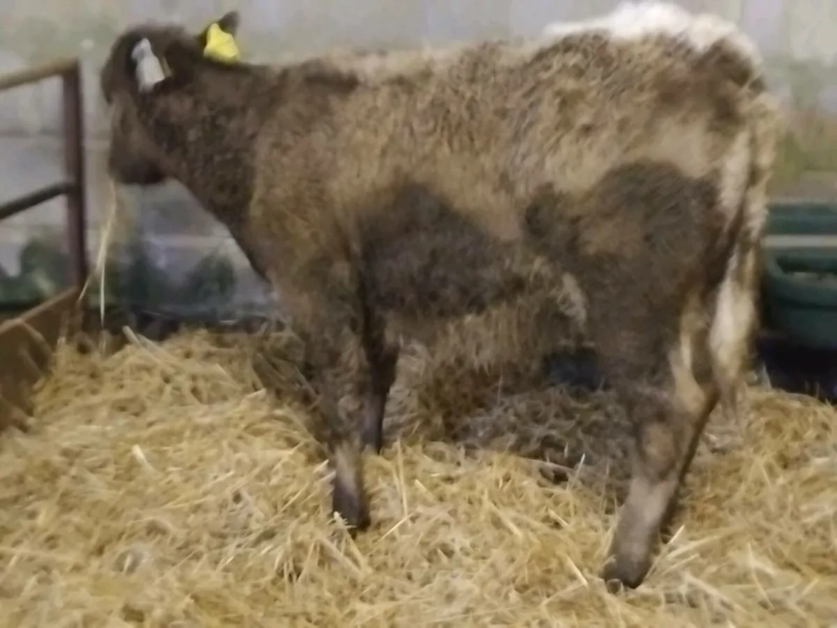 2 Shorthorn Heifer Runners - Image 4