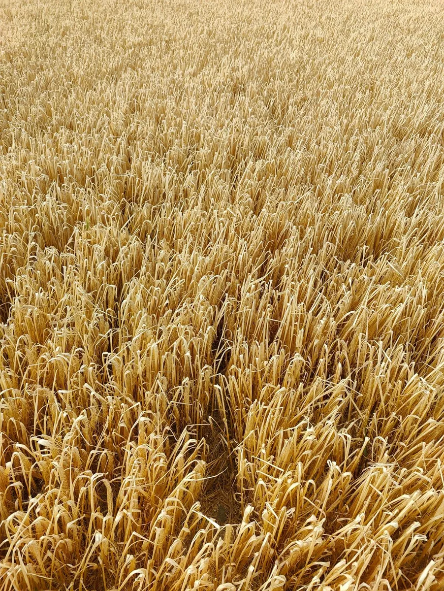 4x4 Barley straw - Image 1
