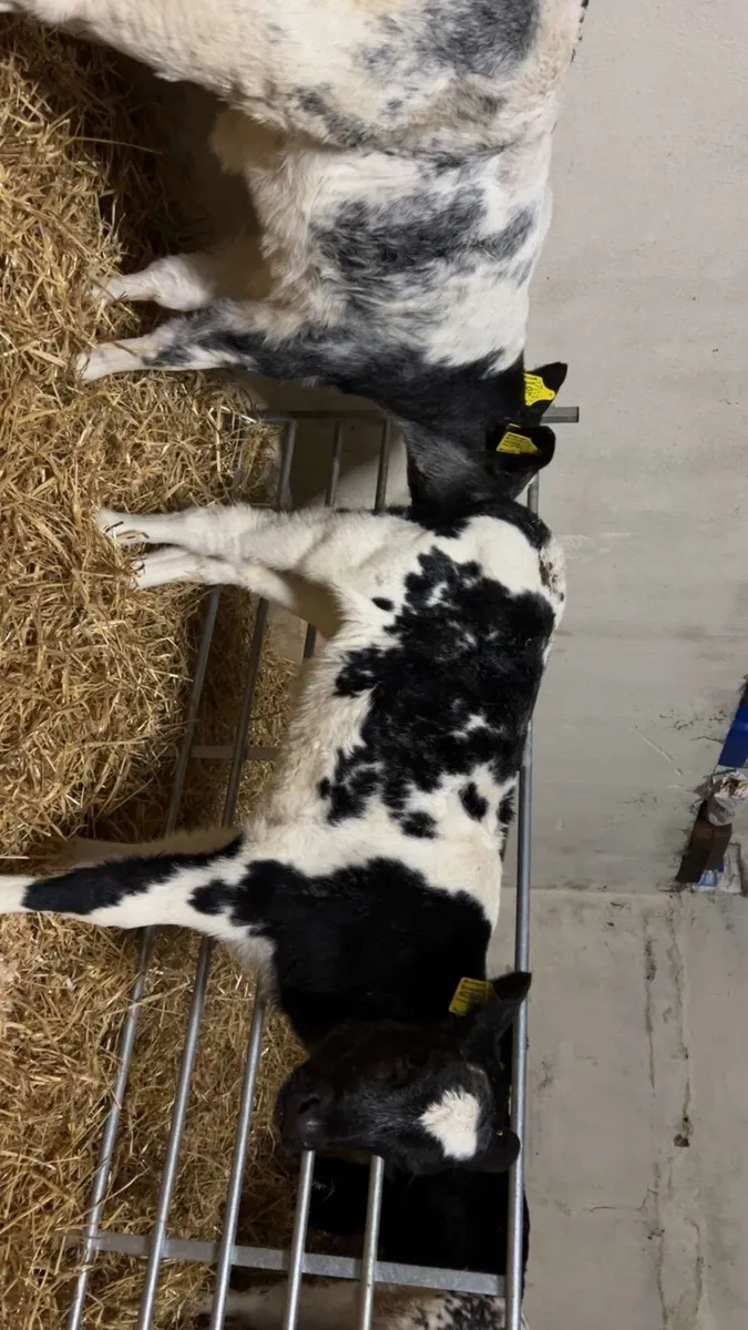 ⭐️Bb and aa calves⭐️ - Image 1