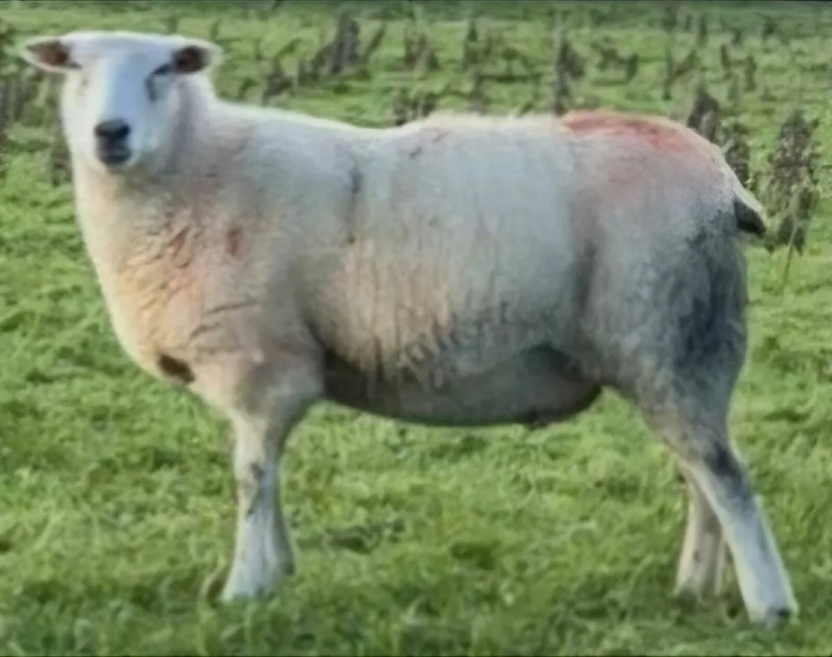 Sheep grazing required South Mayo