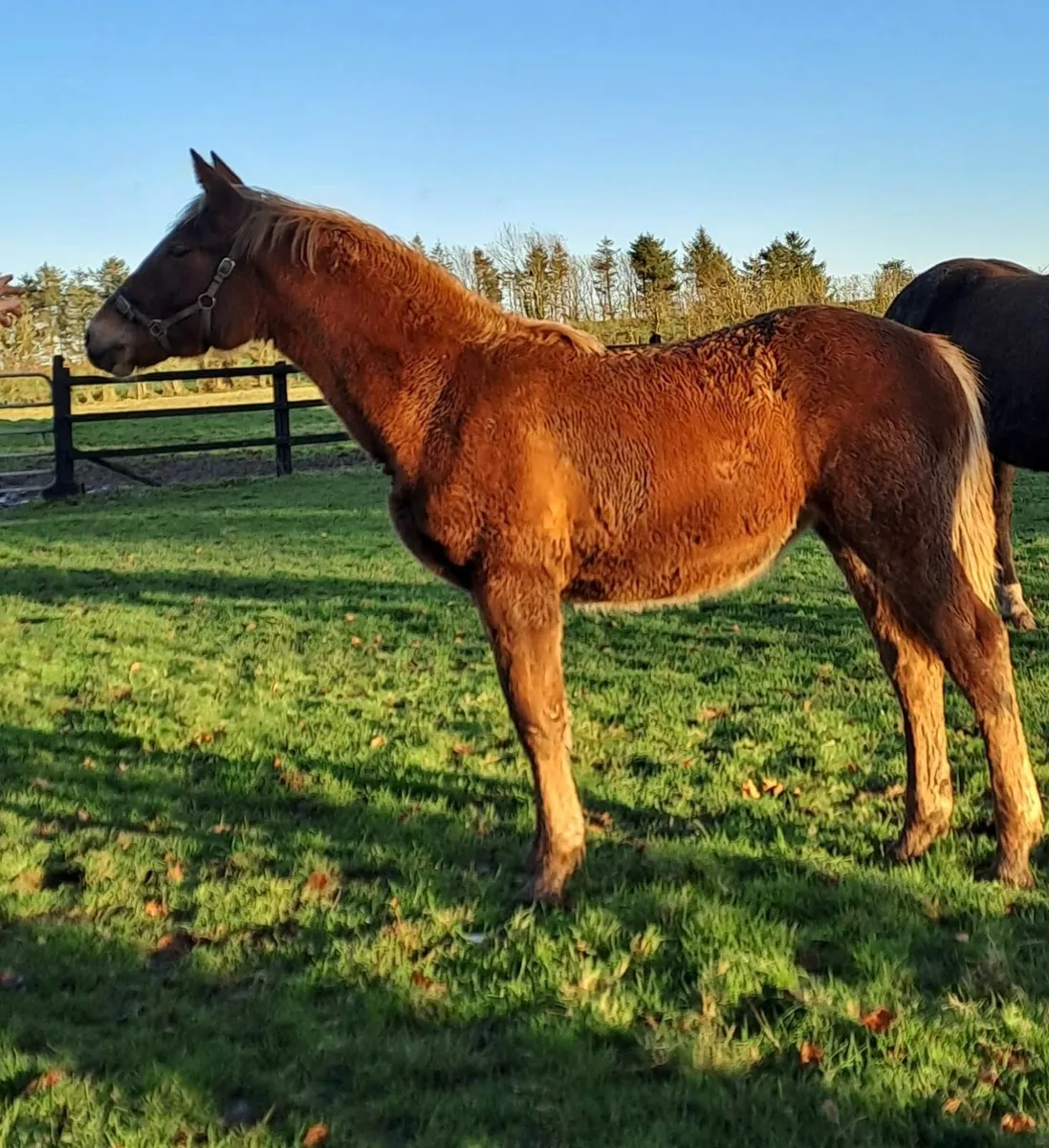 ID Filly Foal - Image 1