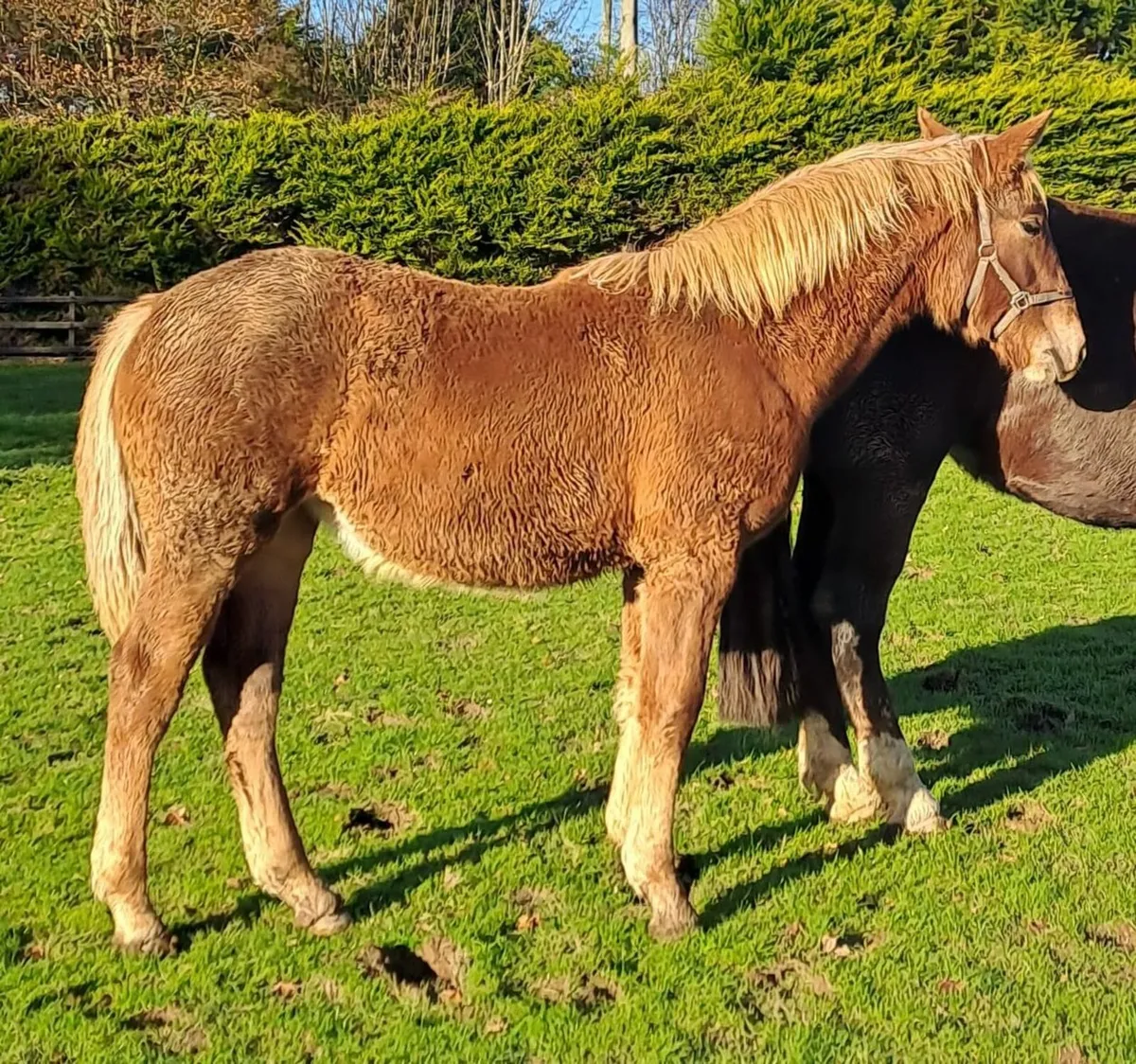 ID Filly Foal - Image 2