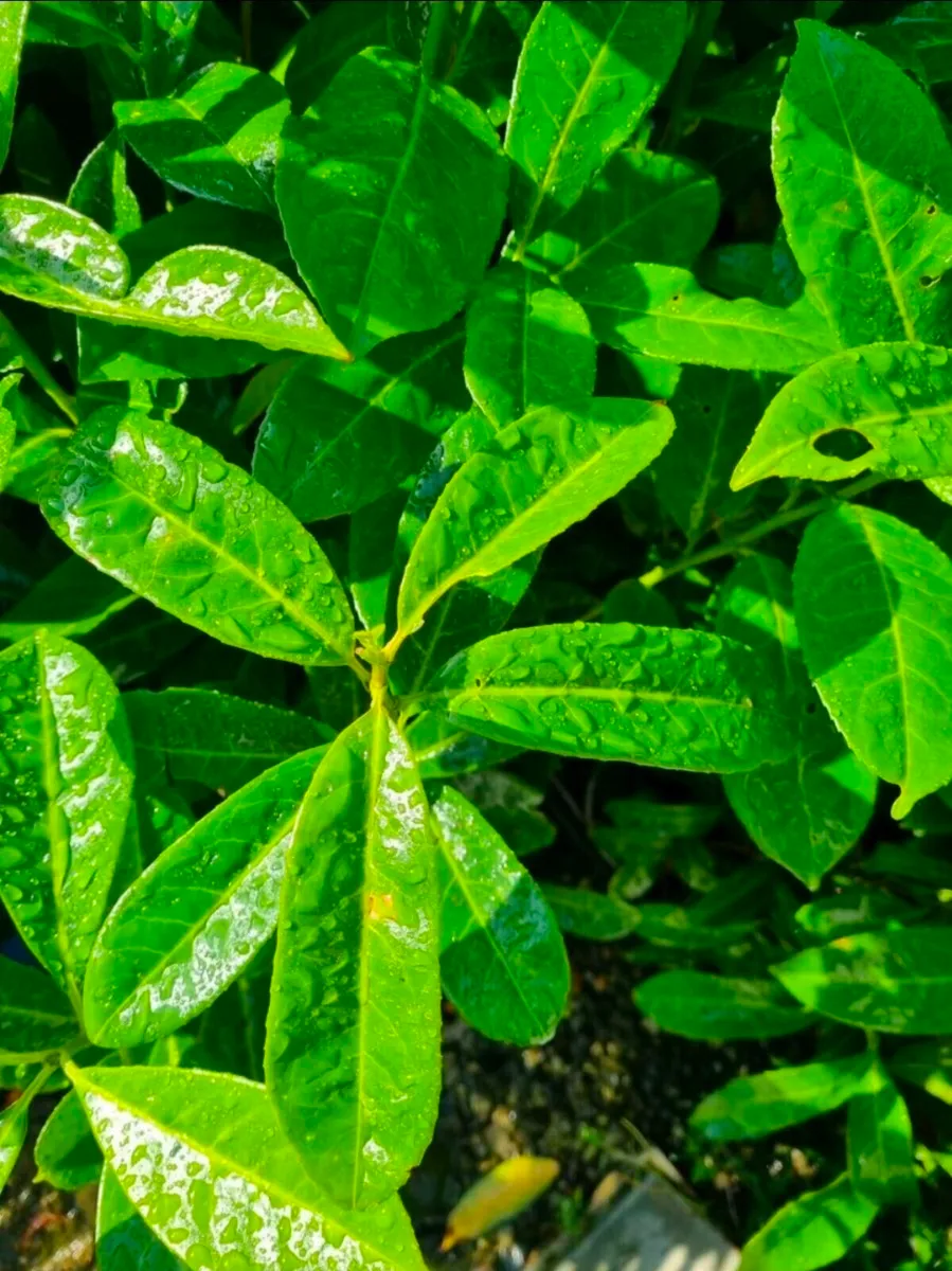 laural Mature Hedge 6ft tall