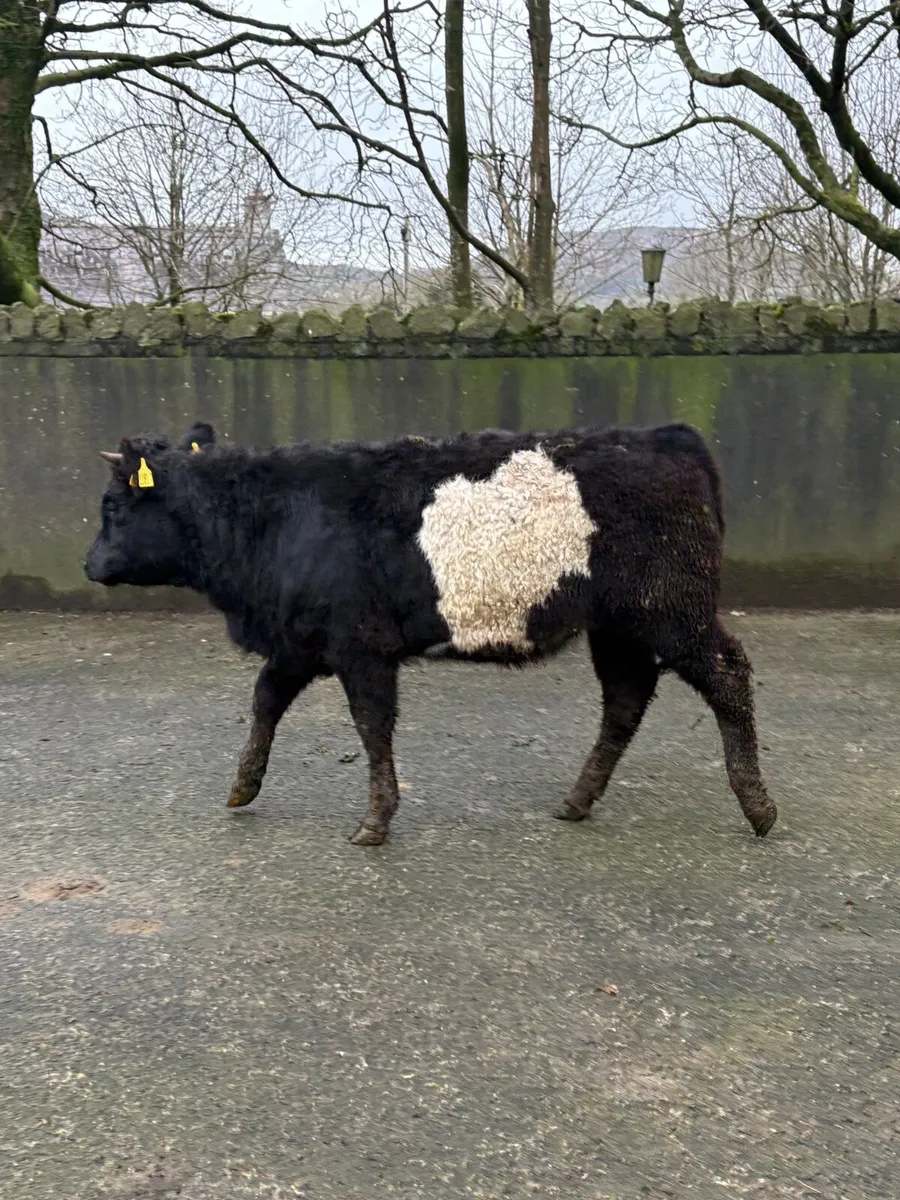 Limousin cross heifer 🎁🎁 - Image 3