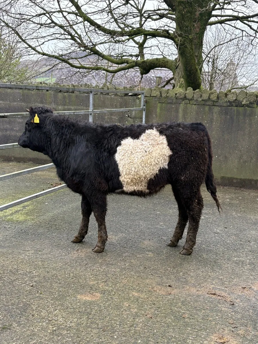 Limousin cross heifer 🎁🎁 - Image 1