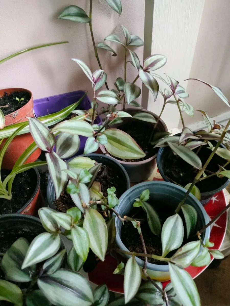 House plants Air purifiers and more.
SPIDER PLANT - Image 2