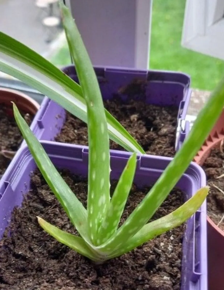 House plants Air purifiers and more.
SPIDER PLANT - Image 3