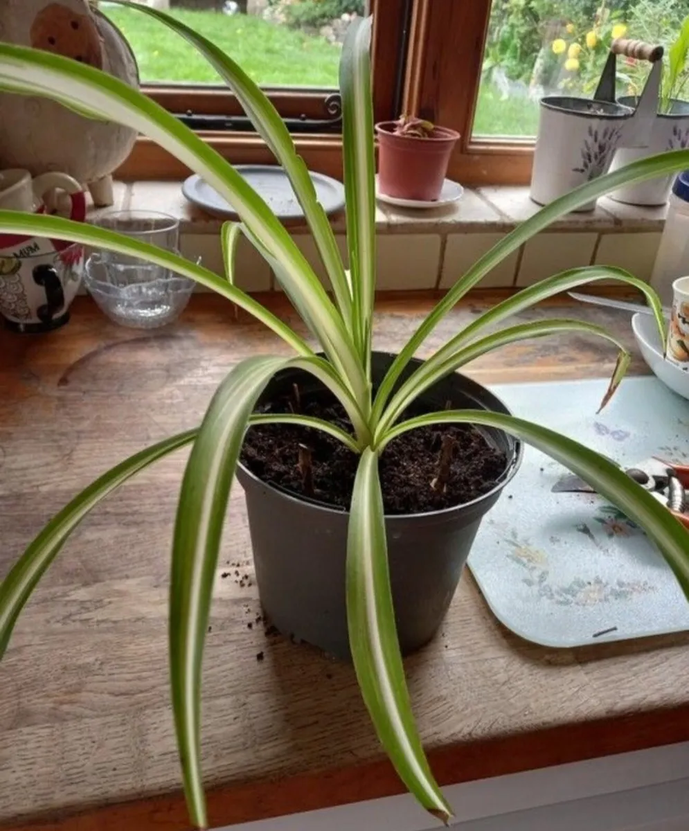 House plants Air purifiers and more.
SPIDER PLANT - Image 4