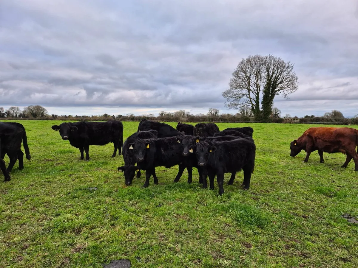 Organic Pedigree Dexter Weanlings - Image 3