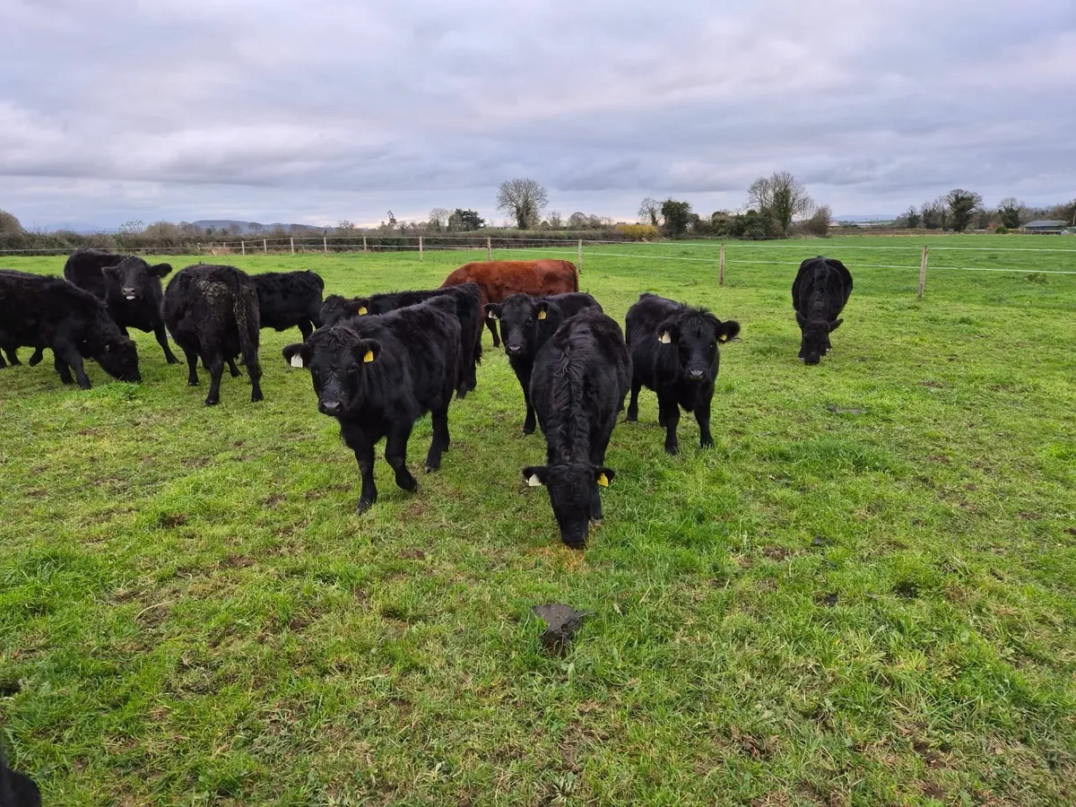 Organic Pedigree Dexter Weanlings - Image 4