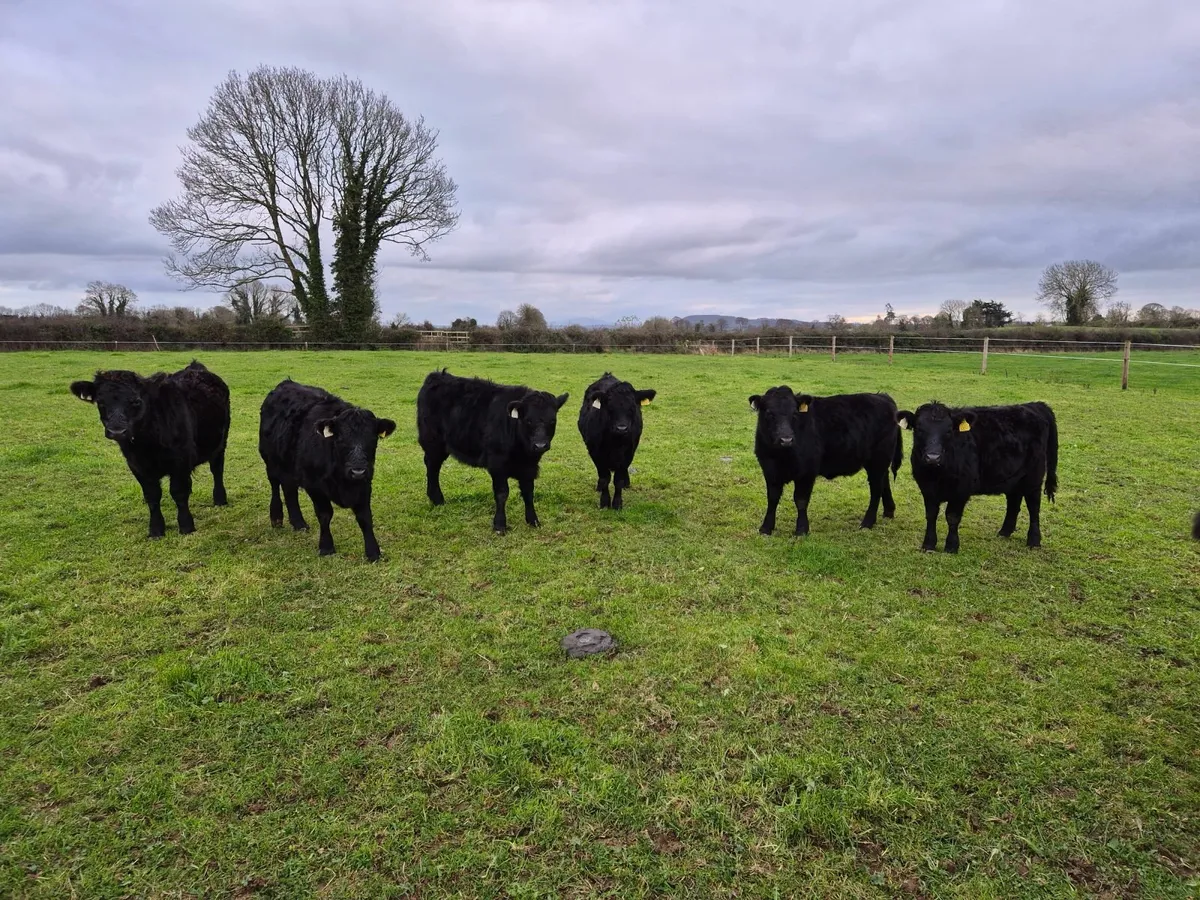 Organic Pedigree Dexter Weanlings - Image 1