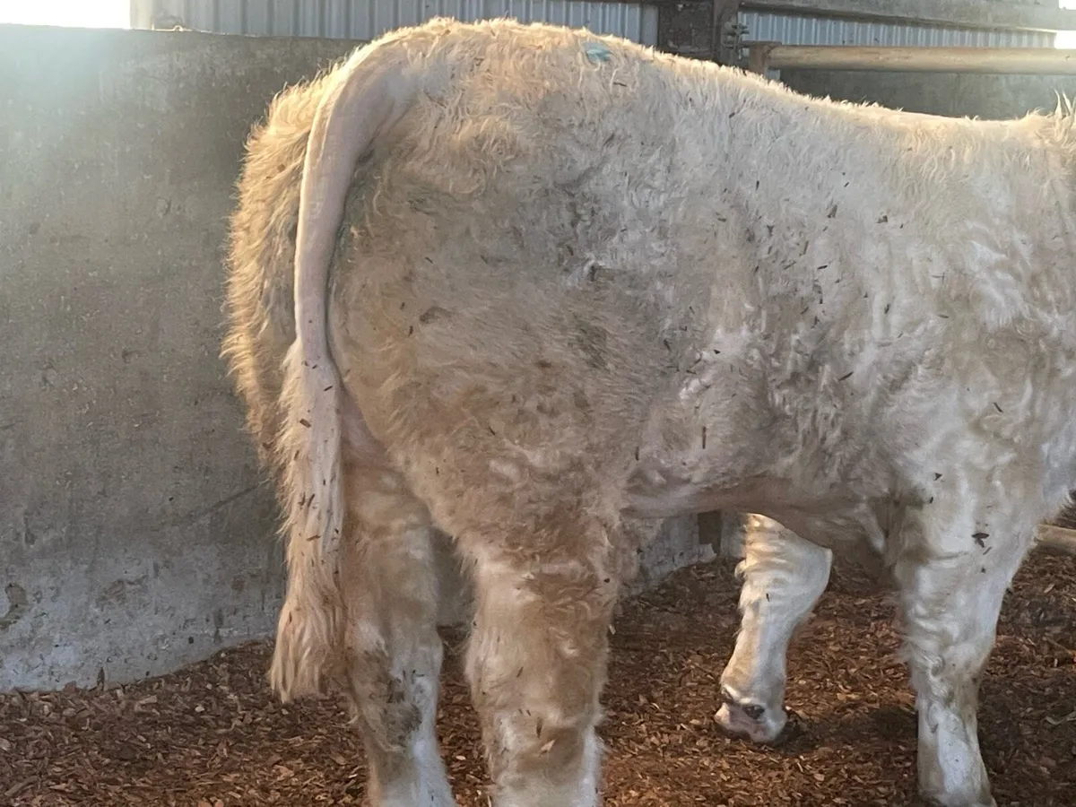 Pbr Charolais - Image 1