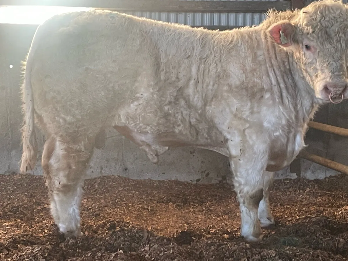 Pbr Charolais - Image 2