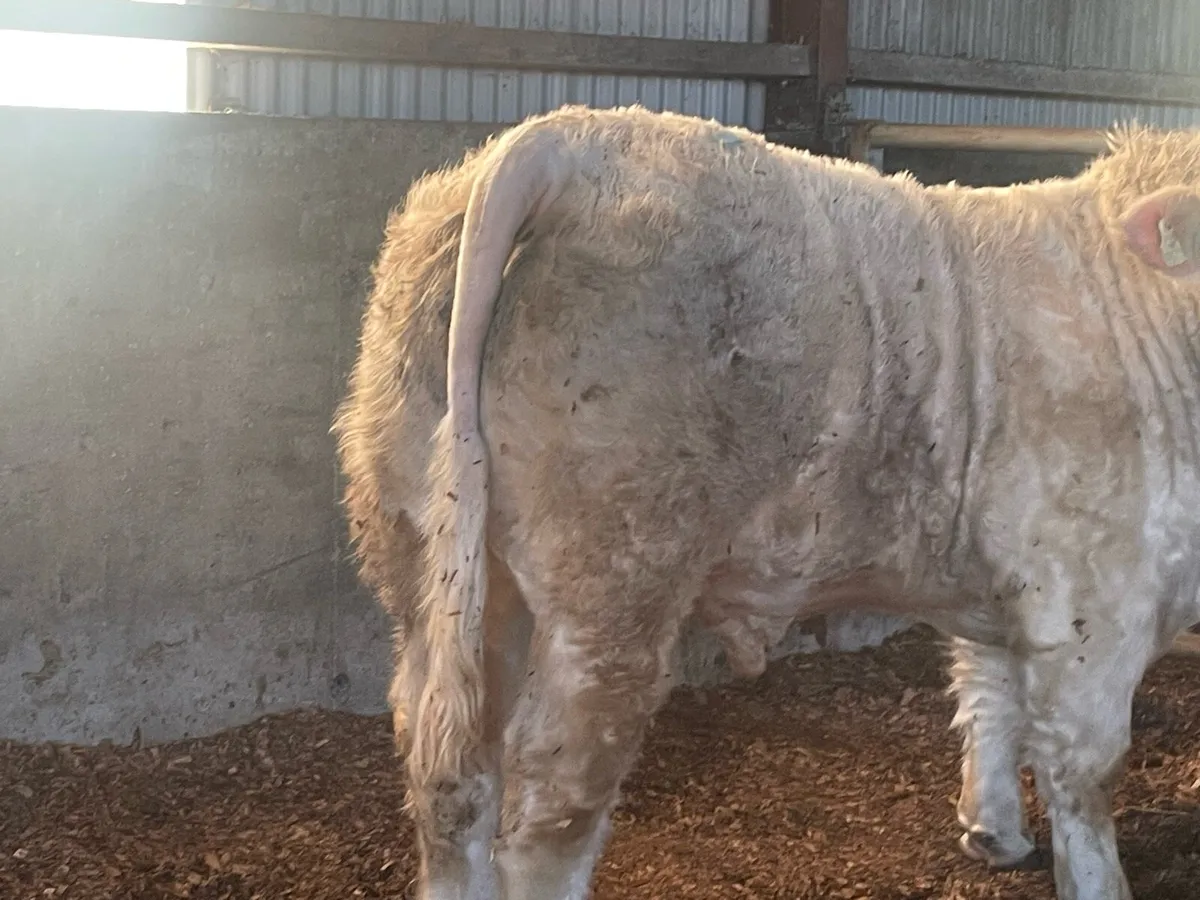 Pbr Charolais - Image 3