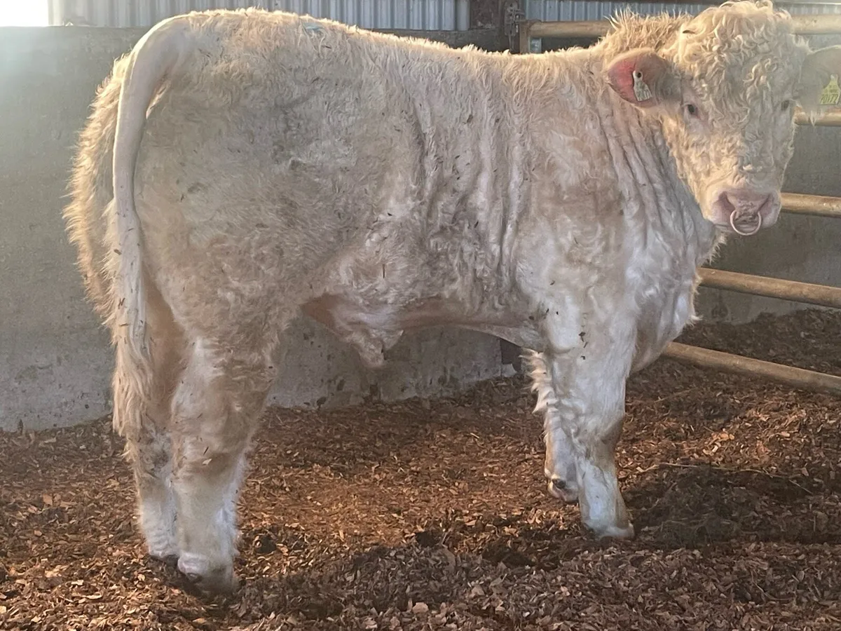 Pbr Charolais - Image 4