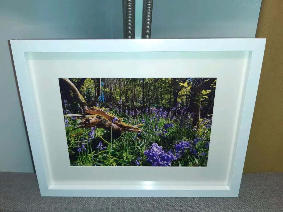 Curragh Woods, East Cork - Image 2