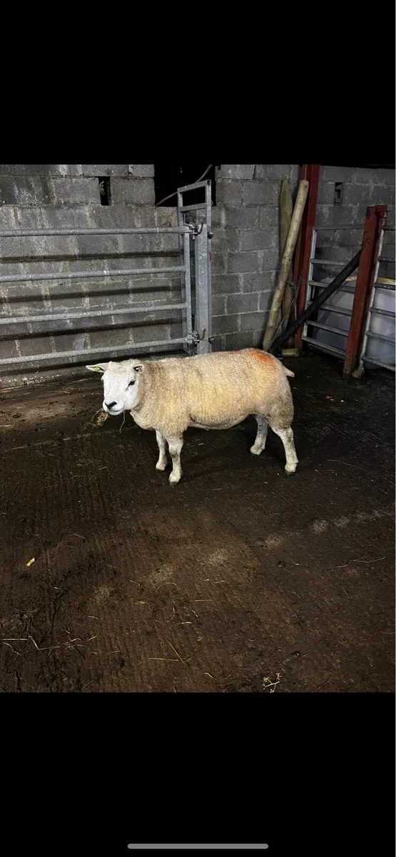 Inlamb ewe - Image 1