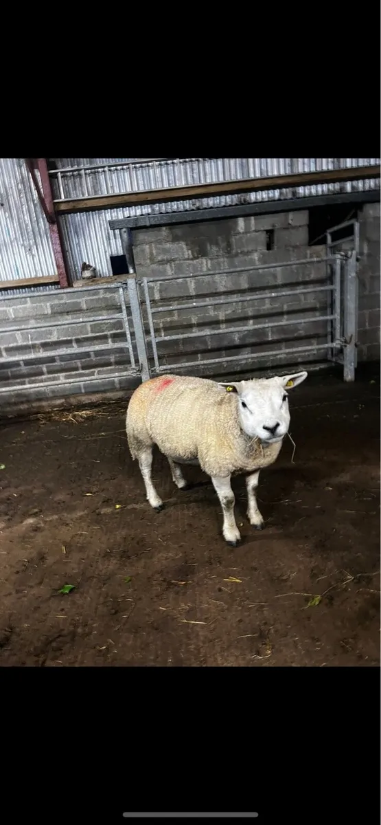Inlamb ewe - Image 2