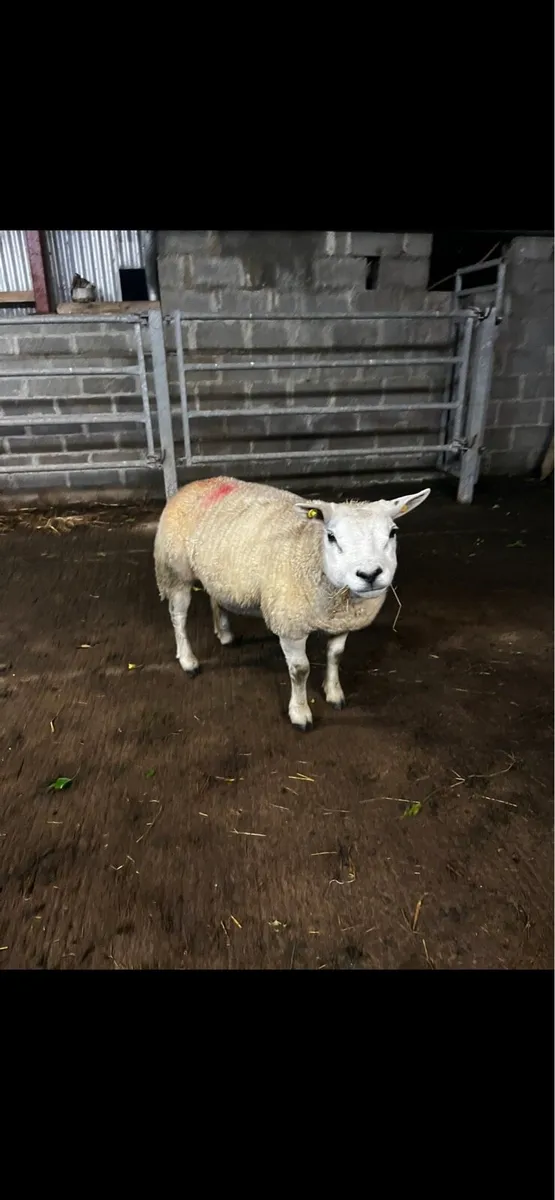 Inlamb ewe - Image 3