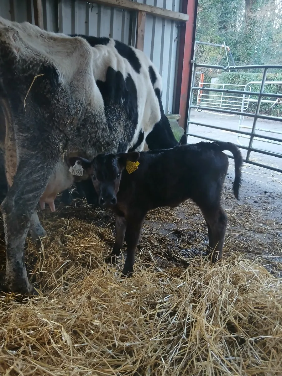 Limousin heifer calf