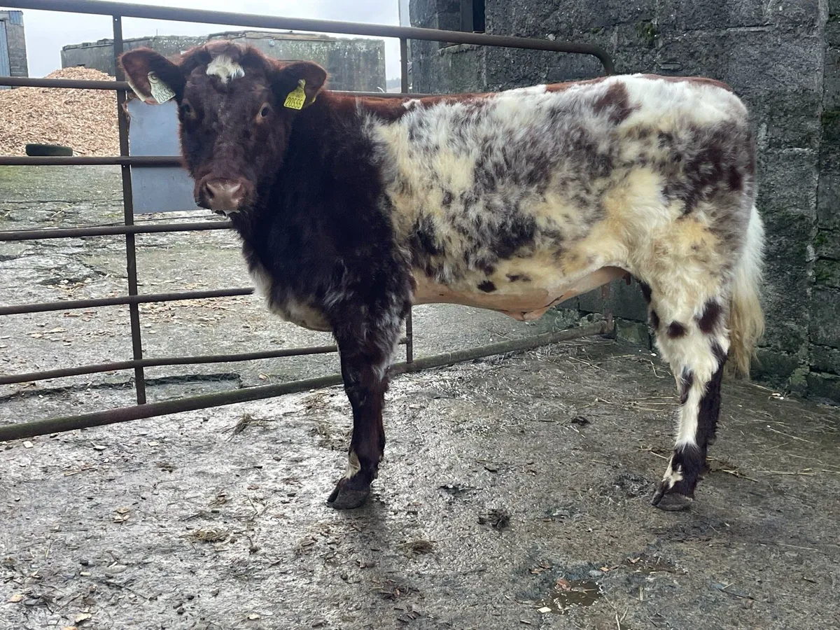 5⭐️ Pedigree shorthorn heifer - Image 2
