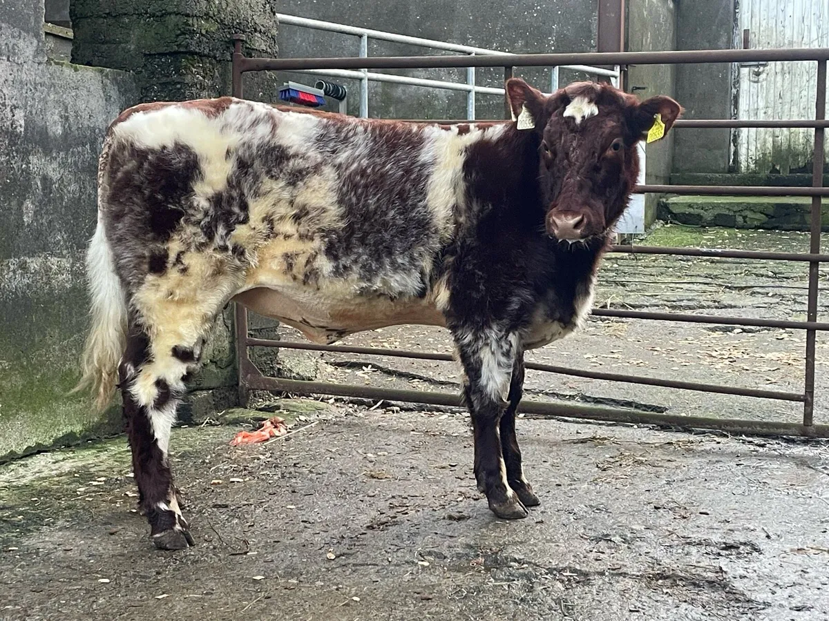5⭐️ Pedigree shorthorn heifer - Image 3