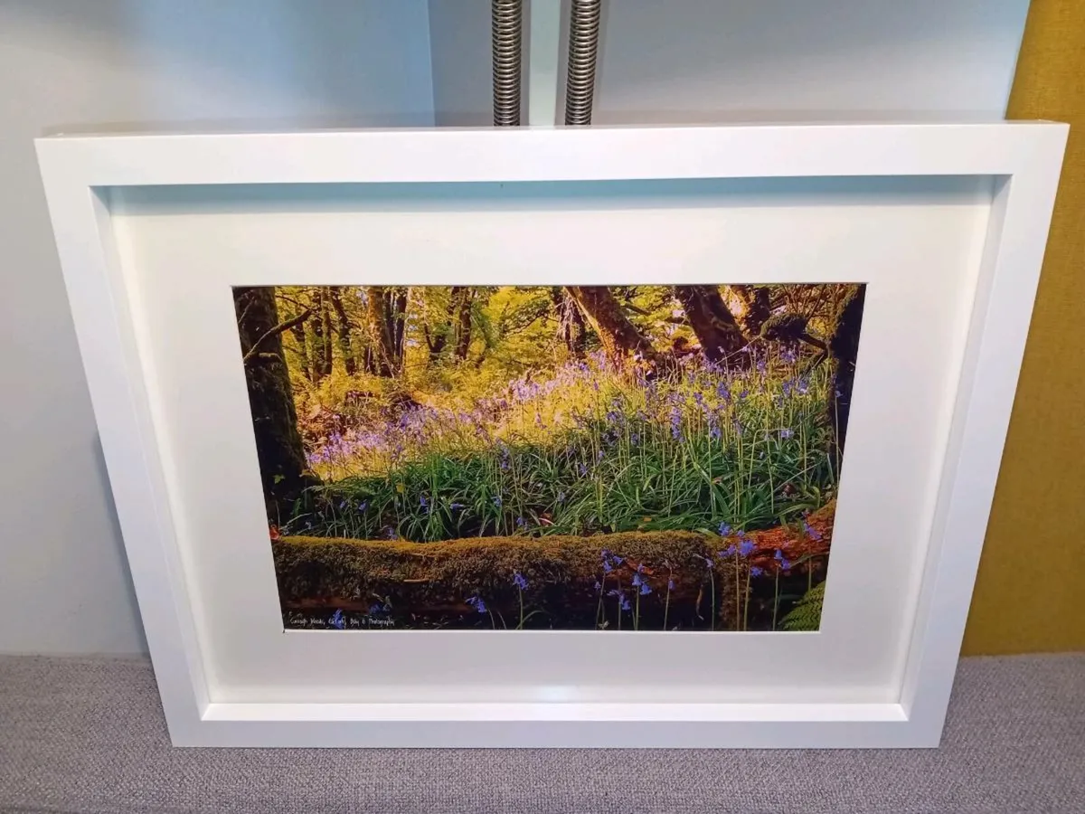 Curragh Woods, East Cork - Image 4