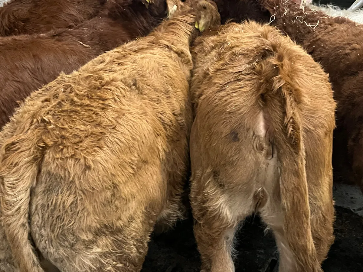 300kg Lovely Continental Heifers - Image 3