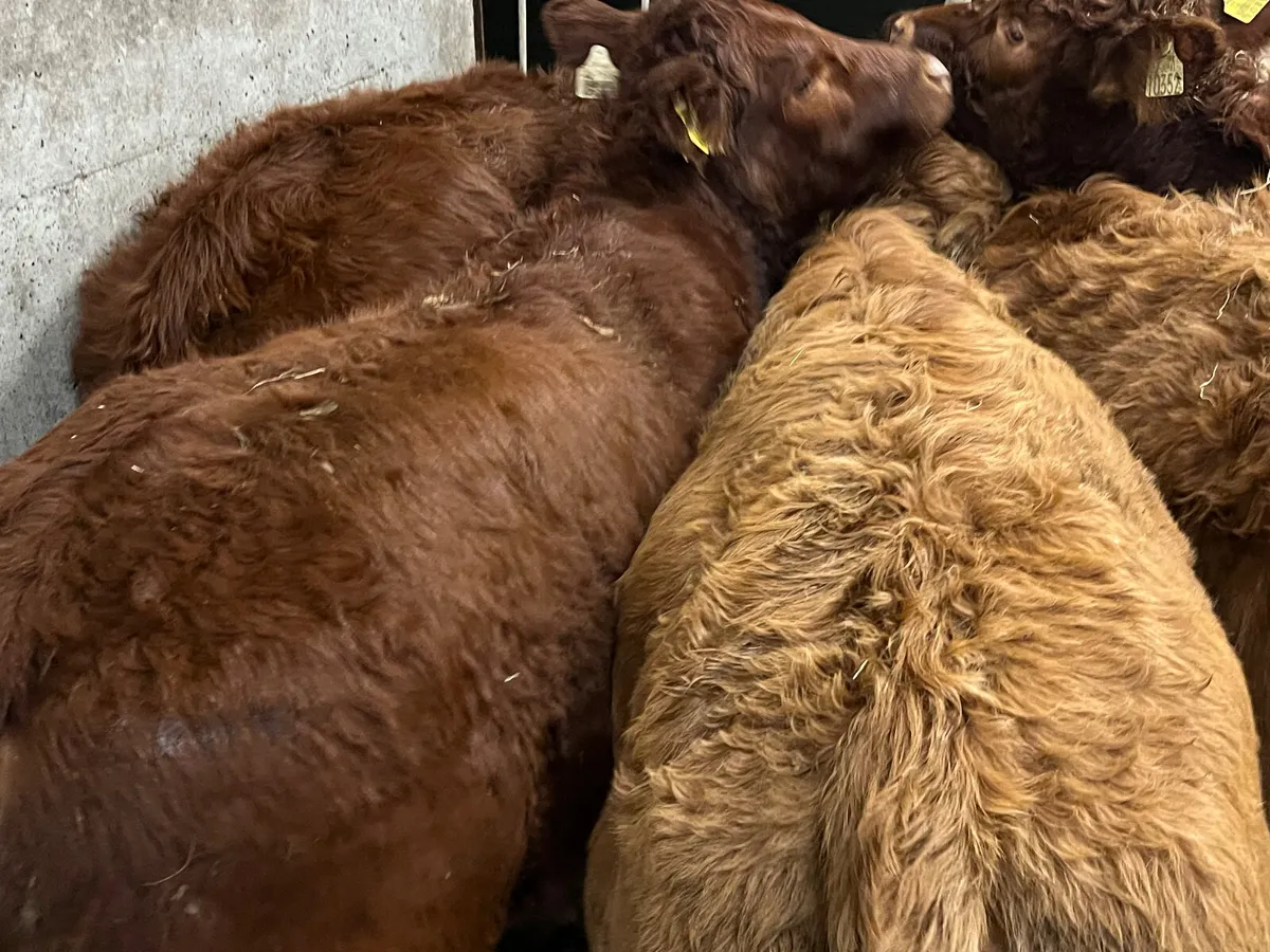 300kg Lovely Continental Heifers - Image 2
