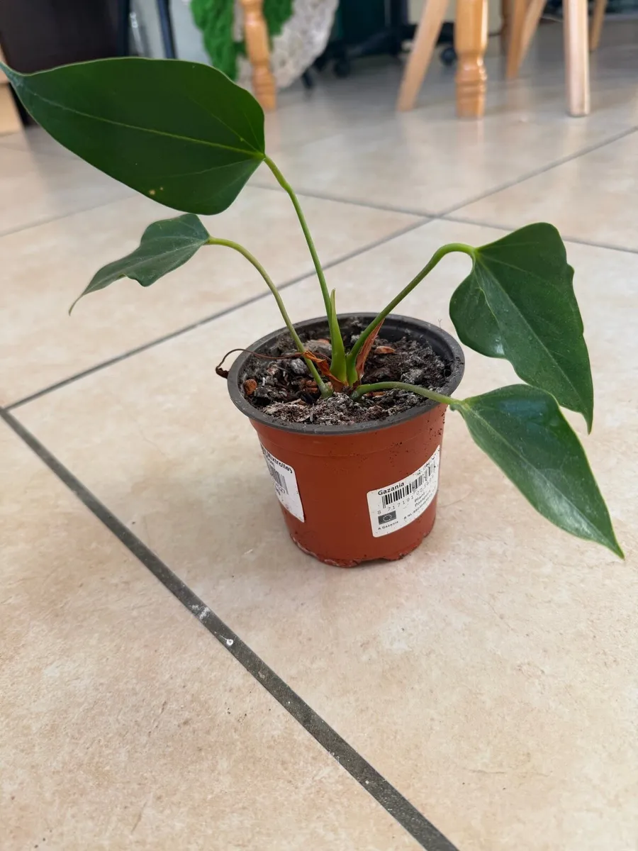 Indoor plants - Image 2