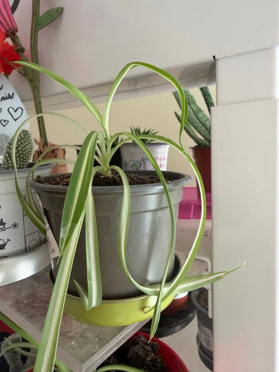 Indoor plants - Image 4