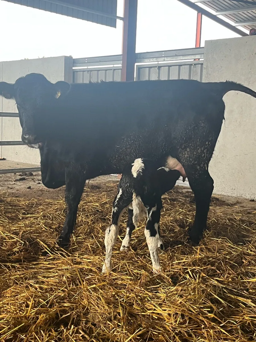 SUPER 5🌟 CALVED HEIFER - Image 1
