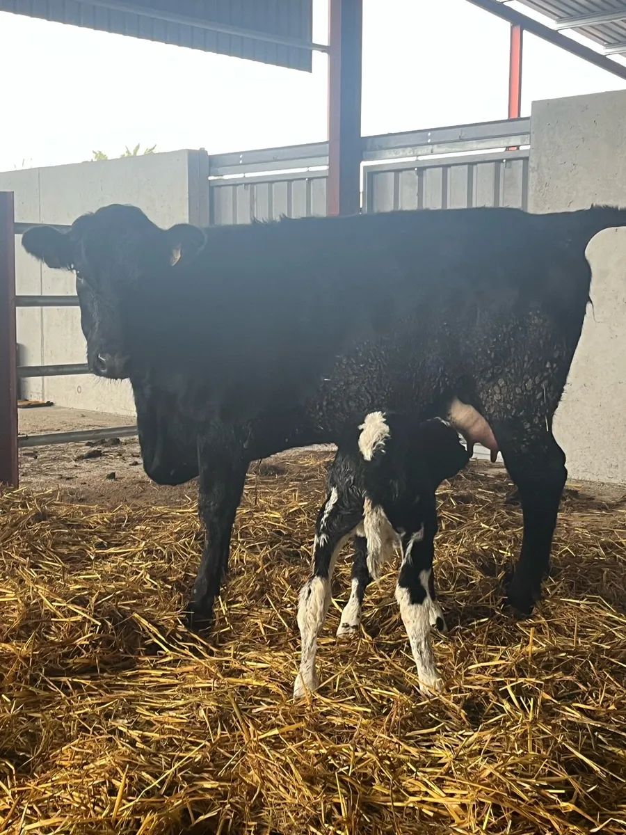 SUPER 5🌟 CALVED HEIFER - Image 2