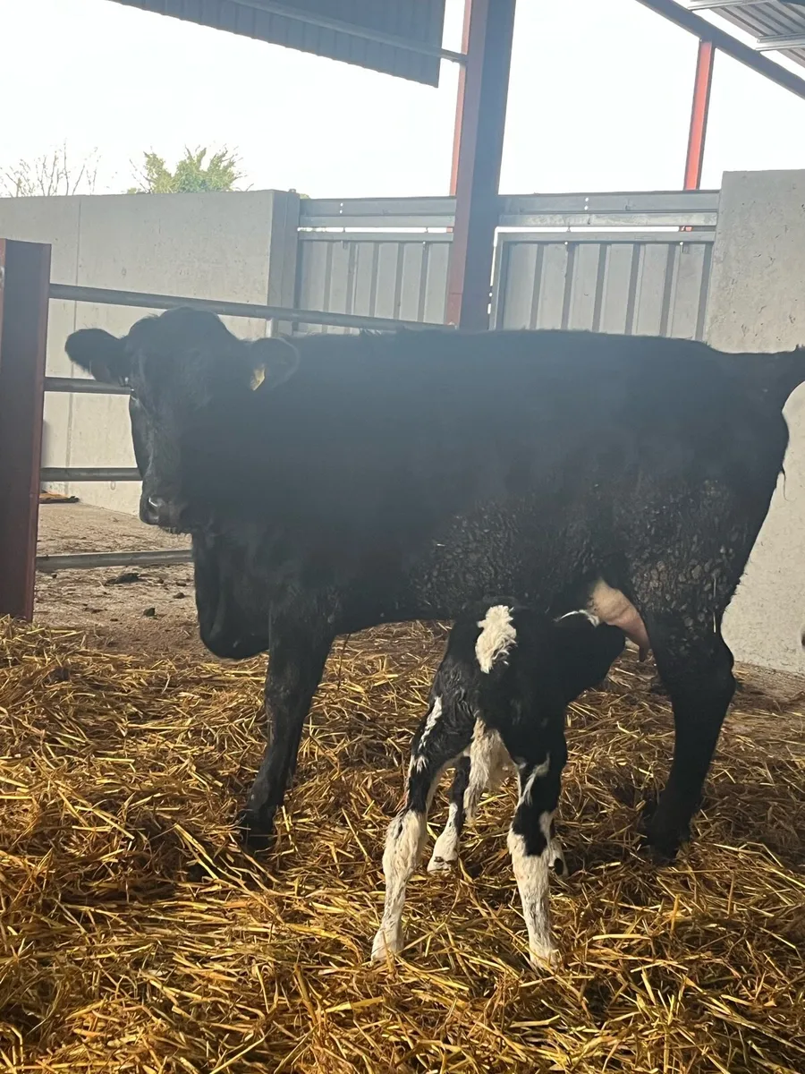SUPER 5🌟 CALVED HEIFER - Image 3