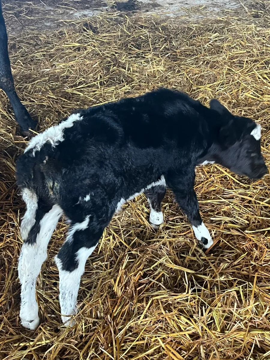 SUPER 5🌟 CALVED HEIFER - Image 4