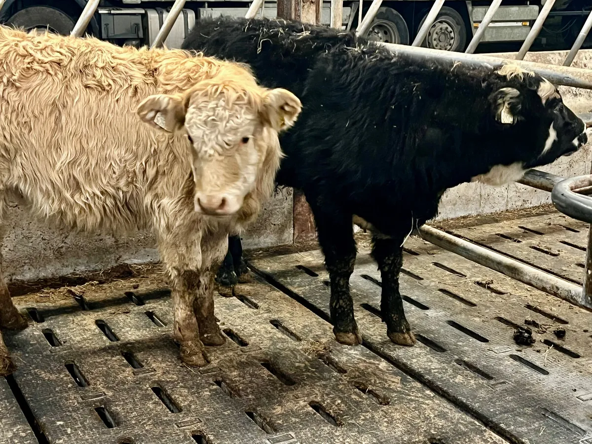 ❌ Cheap Charolais Heifer ONLY €990 ❌ - Image 3